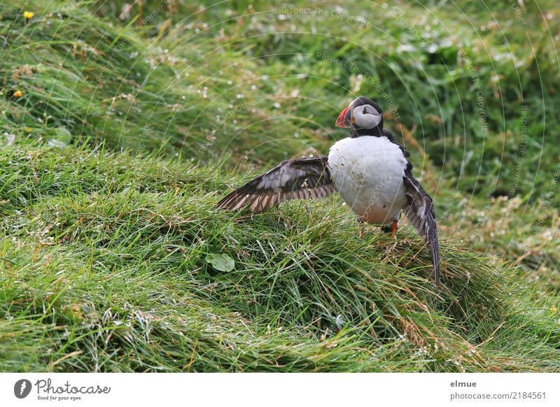 Puffin /O\ Nature Grass Coast Heimaey Iceland Atlantic Ocean Wild animal Bird Wing drunk Lunde Observe Stand Beautiful Small Near Cute Romance Watchfulness