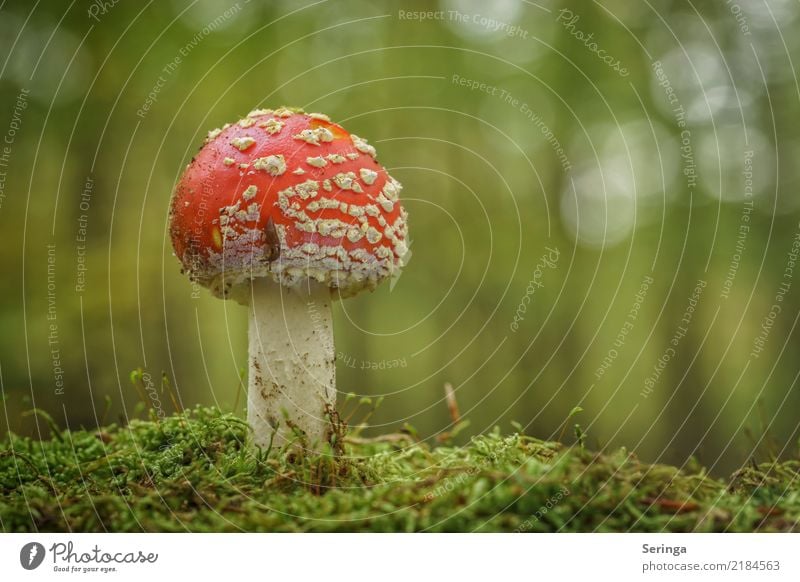 Small nudibranch on tasty fly agaric Environment Nature Landscape Plant Animal Autumn Moss Park Meadow Forest Snail 1 Growth Mushroom Mushroom cap