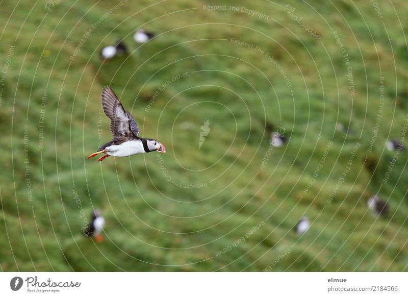 Puffin >O Nature Animal Grass Coast Heimaey Wild animal Bird Wing Lunde drunk Flying Authentic Free Infinity Small Near Speed Romance Beautiful Movement Elegant