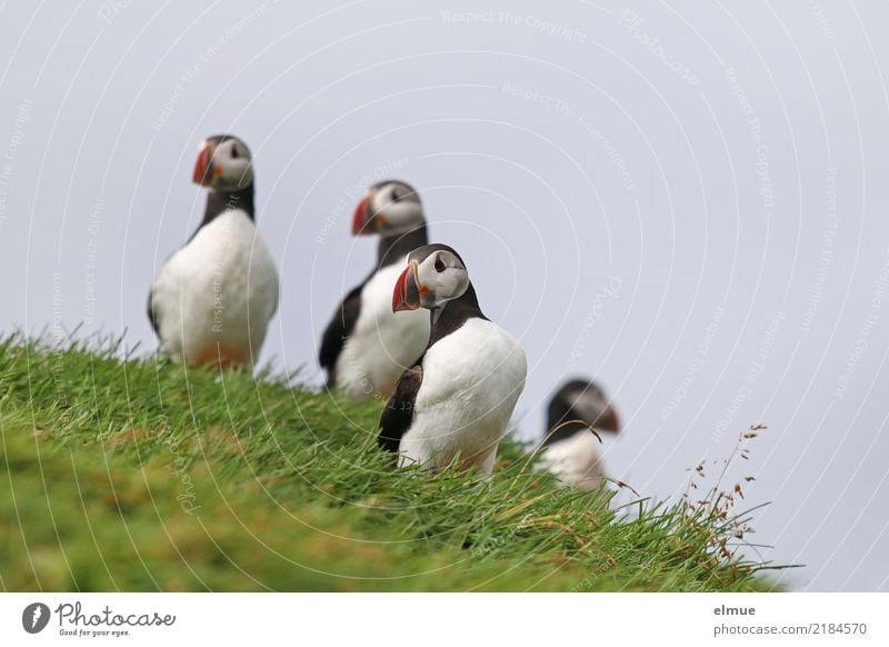 Puffins oOOO Beautiful weather Grass Coast Ocean Atlantic Ocean Iceland Heimaey Wild animal Bird Lunde 4 Animal Observe Stand Esthetic Elegant Free Together