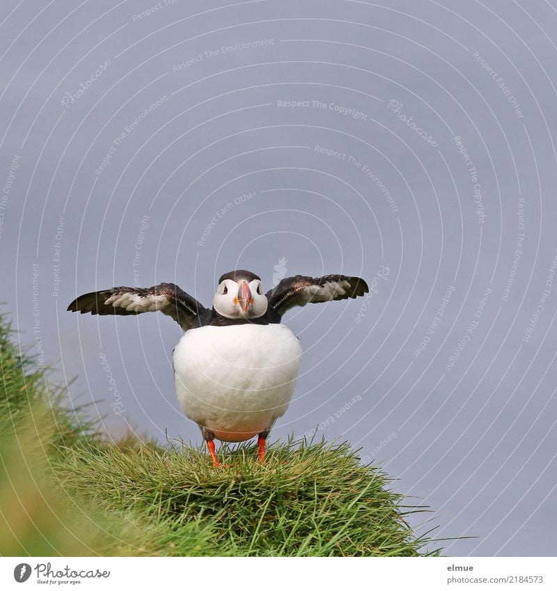 Puffin --8-- Nature Grass Coast Ocean Atlantic Ocean Iceland Heimaey Wild animal Bird Wing Observe Communicate Stand Elegant Beautiful Small Near