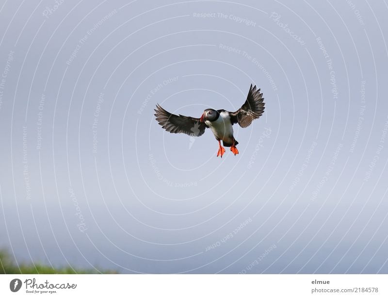 Puffin -O- Nature Cloudless sky Coast Heimaey Bird Wing Lunde Flying Esthetic Elegant Free Small Cute Joie de vivre (Vitality) Wanderlust Effort Movement Speed