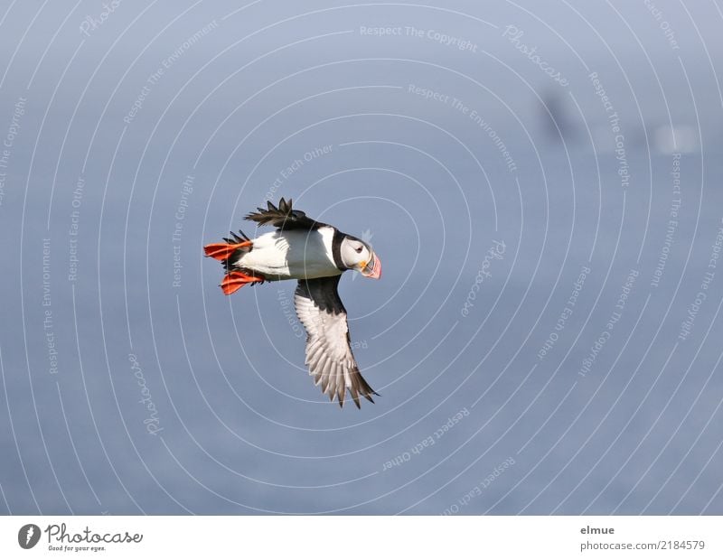 Puffin ~O~ Coast Ocean Atlantic Ocean Heimaey Iceland Wild animal Bird Observe Flying Small Near Cute Joie de vivre (Vitality) Romance Wanderlust Adventure