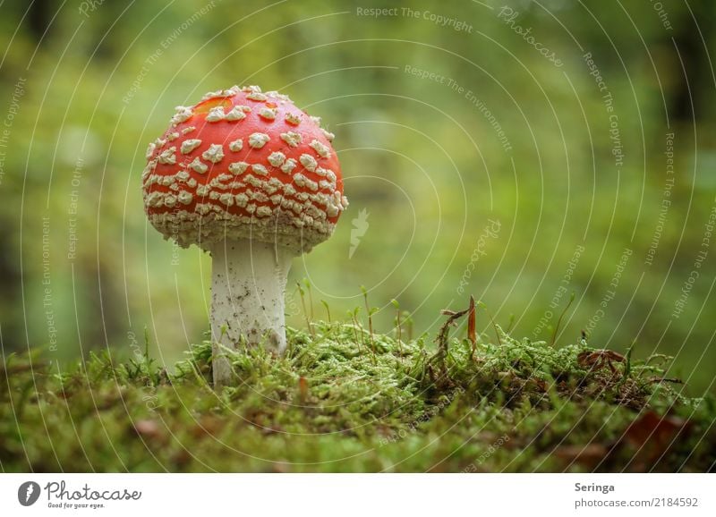 Caution Toxic!!!!!! Nature Landscape Plant Animal Moss Park Forest Growth Amanita mushroom Mushroom Mushroom cap Mushroom picker Poison Red White Colour photo