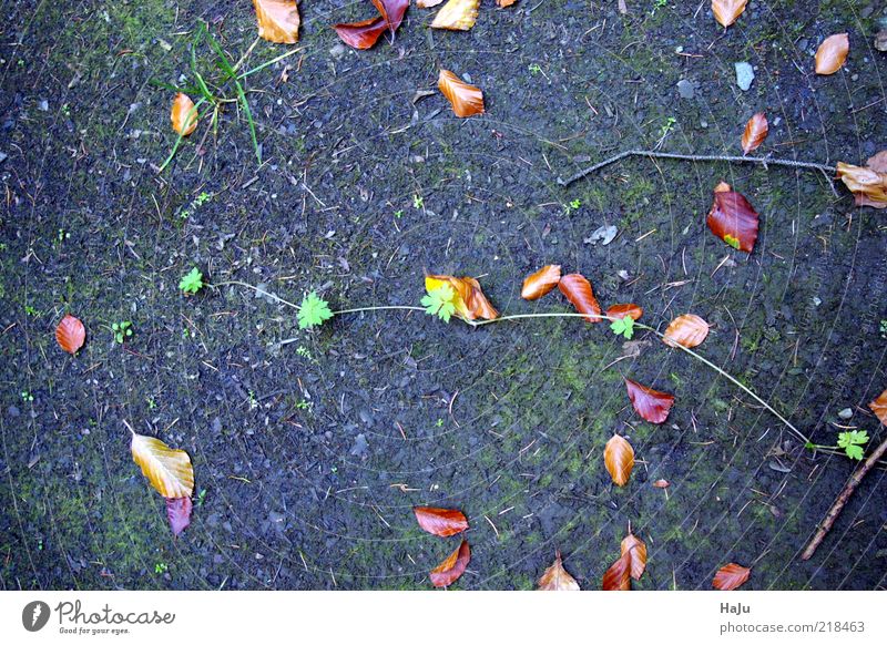 Tendril in the forest Nature Earth Autumn Leaf Foliage plant Emotions Moody Calm Mysterious Uniqueness Inspiration Life Style Transience Exterior shot Day