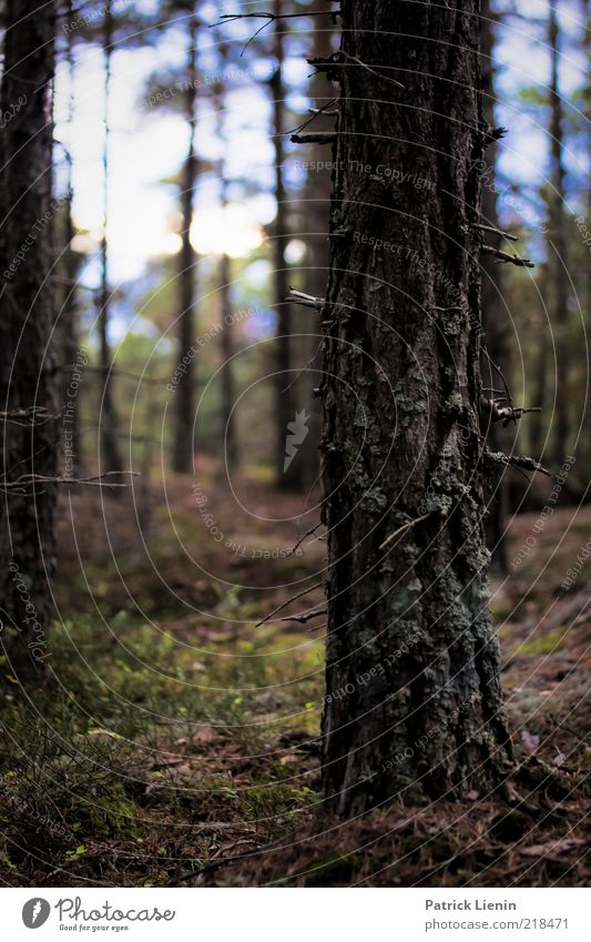 ragged wood Environment Nature Landscape Plant Elements Earth Autumn Weather Rain Tree Wild plant Forest Hill To enjoy Beautiful Soft Moody Tree trunk Tree bark