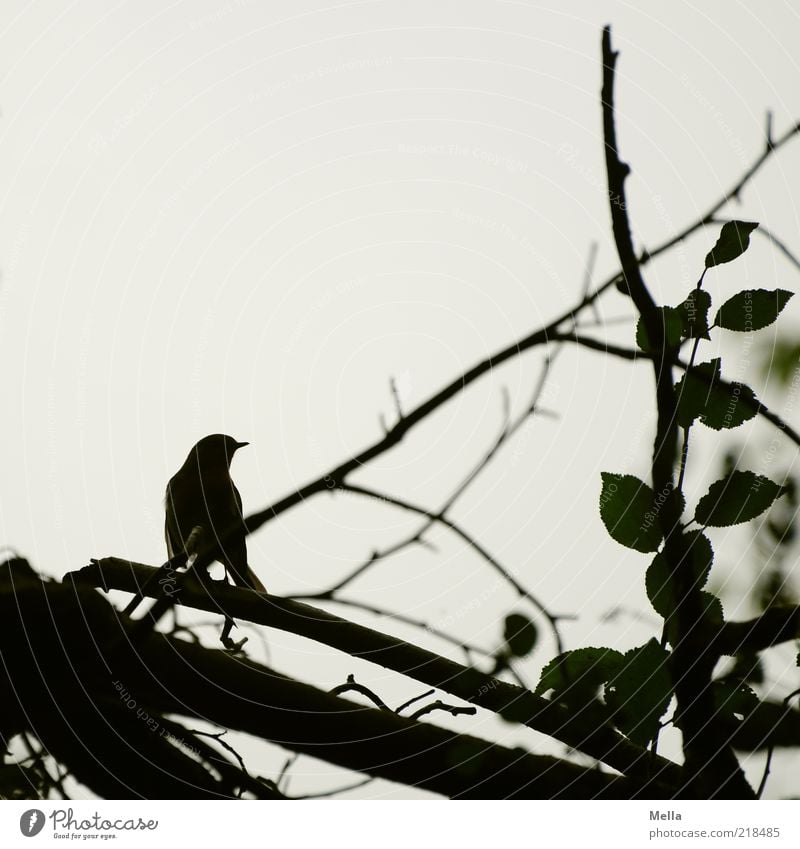 silhouette Environment Nature Animal Plant Tree Branch Bird 1 Crouch Sit Twigs and branches Leaf Neutral Background Beak Colour photo Subdued colour