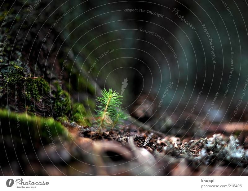 new life on the forest floor Environment Nature Plant Earth Sunlight Autumn Tree Forest Growth Fresh Calm Green Brown Woodground Tree trunk Colour photo