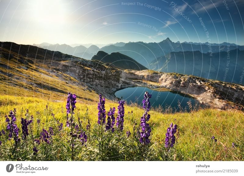 wildflowers on mountain near alpine lake, Allgau Alps, Germany Vacation & Travel Summer Sun Mountain Hiking Nature Landscape Sky Beautiful weather Flower Orchid