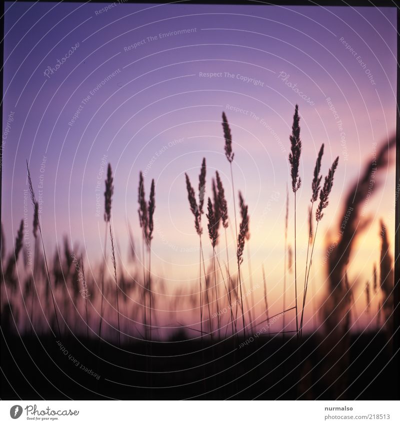 It was summer. . . Environment Nature Landscape Plant Sunrise Sunset Summer Beautiful weather Grass Wild plant Meadow Field Esthetic Natural Moody Climate Ease