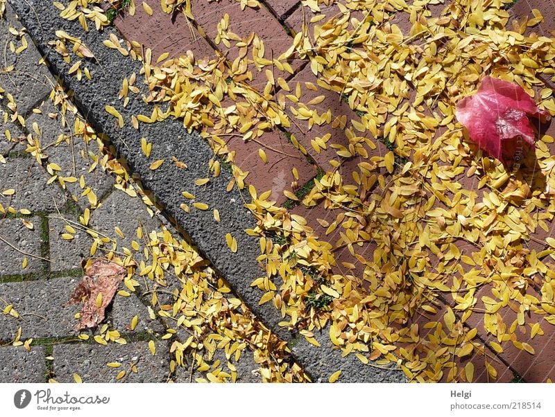 Mix of leaves at the roadside... Environment Nature Plant Autumn Beautiful weather Leaf Maple leaf Street Lanes & trails Curbside Sidewalk Paving stone Lie