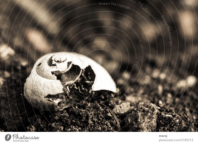 Decay of a snail shell lying on the ground. Earth Snail shell Structures and shapes Spiral Old Authentic Dark Simple Creepy naturally Gloomy Brown Sadness Grief