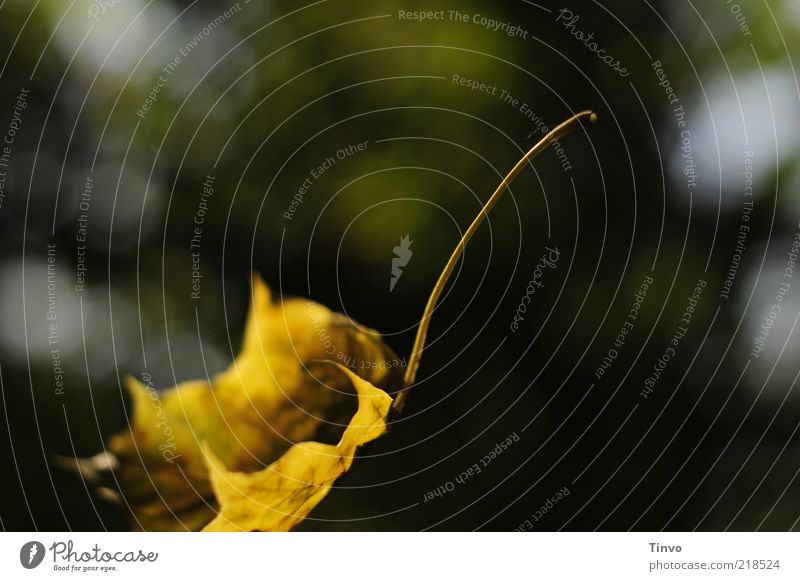 let go of sb./sth. Nature Autumn Yellow Transience Change Autumn leaves To fall Translucent Flying Colour photo Exterior shot Close-up Deserted Copy Space left