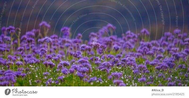 bee pasture Summer Nature Landscape Plant Autumn Flower Blossom Honey flora phacelia Field Fragrance Violet Calm Senses Environment Pollen tanacetifolia Wild