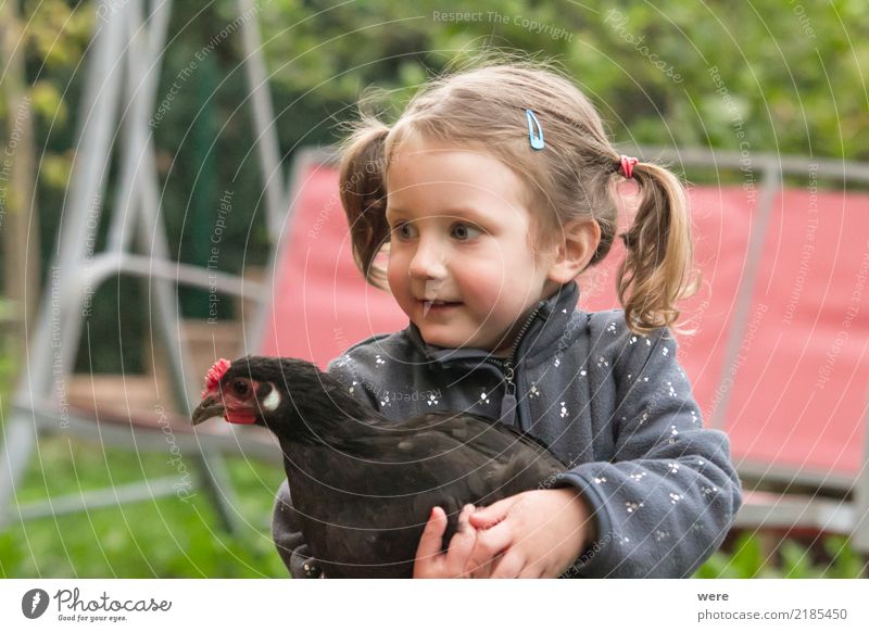 little girl holds a chicken from Augsburg Child Agriculture Forestry Human being 1 3 - 8 years Infancy Nature Animal birds Playing Painting (action, work)