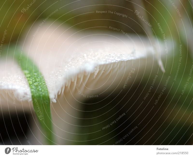 penultimate mushroom photo ;-) Environment Nature Elements Water Drops of water Autumn Bright Wet Natural White Mushroom Mushroom cap Lamella Colour photo