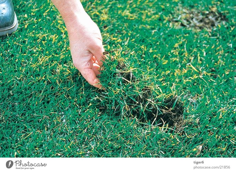 Hand lays grass Grass Golf divot