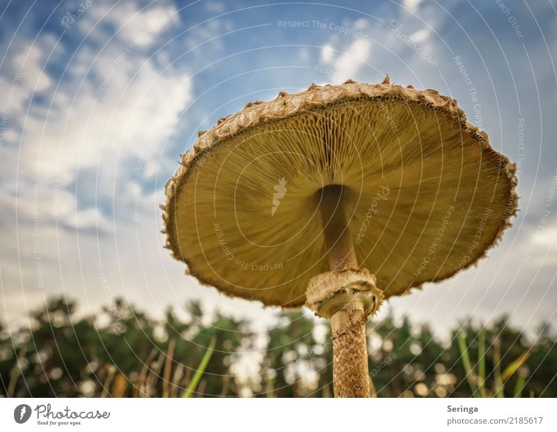 A different perspective Nature Plant Animal Sky Clouds Autumn Beautiful weather Park Meadow Forest Discover Exceptional Elegant Large Near Natural Blue Brown