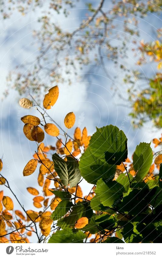 mixed Environment Nature Plant Sky Clouds Autumn Beautiful weather Tree Foliage plant Transience Change Autumnal colours Leaf Colour photo Exterior shot