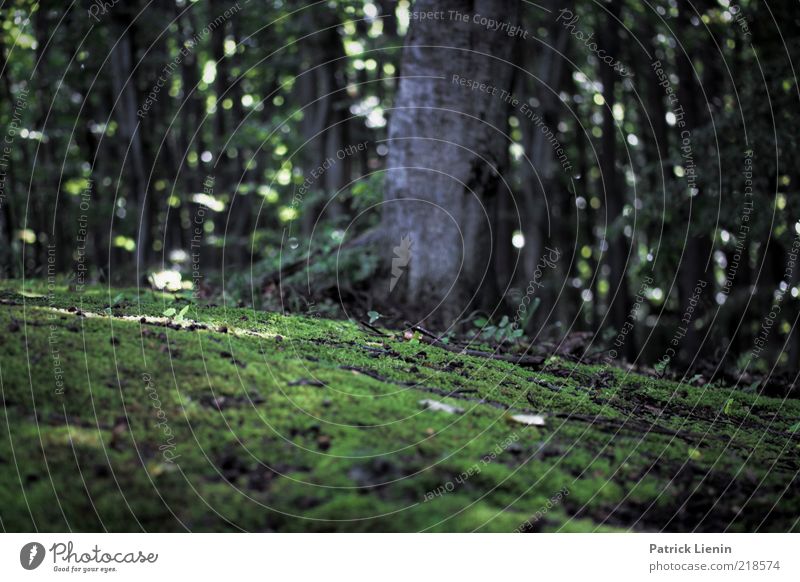 On the road in the forest Environment Nature Plant Weather Tree Moss Forest Wet Tree trunk Green Subdued colour Exterior shot Deserted Day Shadow Contrast Blur