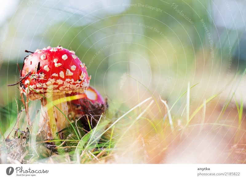 Amanita muscaria Beautiful Decoration Nature Plant Autumn Grass Forest Growth Natural Wild Green Red Dangerous Amanita mushroom Point Mushroom Poison fungus cap