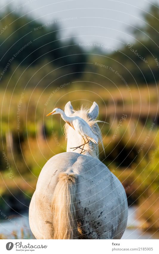 Cattle egret on the back of a horse Cattle Egret White Back Behind Rear view Water Animal Camargue saintes-maries-de-la-mer Arles Feather Heron Horse