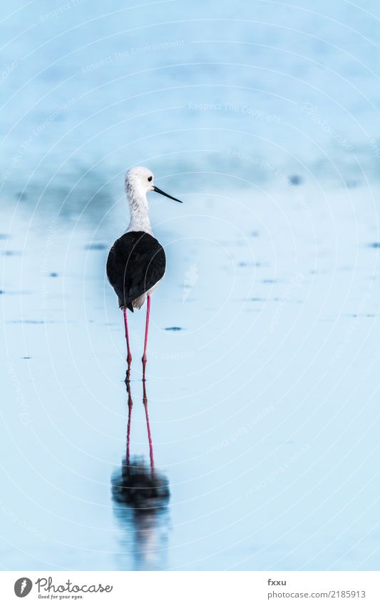 PULZENLÄUFER stilts bird Black-winged stilt Reflection Avocet Bird Wader seabird waterfowl Black & white photo Nature Camargue Arles Saintes Maries de la Mer