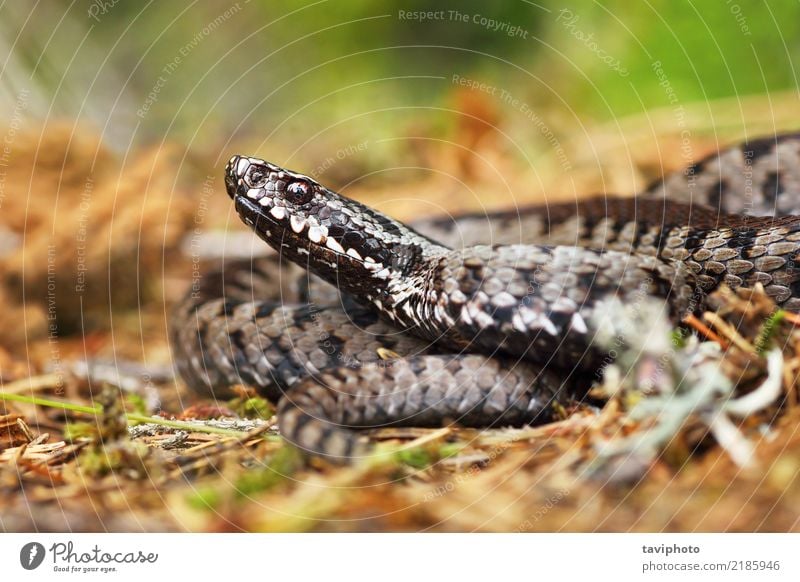 venomous viper on the ground Beautiful Face Nature Animal Wild animal Snake Brown Gray Fear Dangerous Viper adder head common European vipera berus Poison