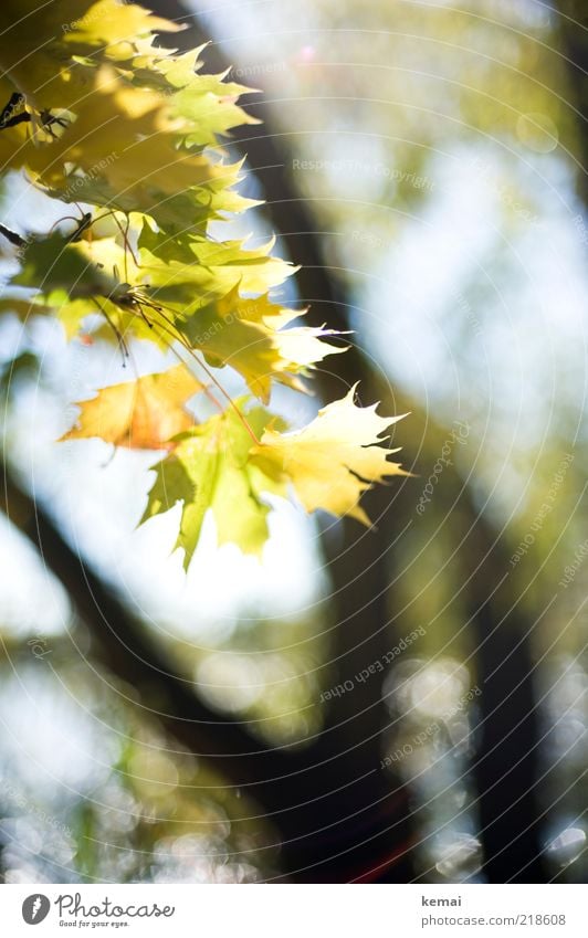 Autumn is so beautiful Environment Nature Plant Sunlight Summer Beautiful weather Warmth Tree Leaf Foliage plant Wild plant Forest Illuminate Growth Bright