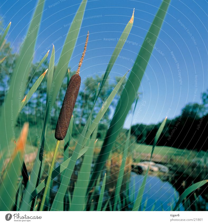 reed bed Blossom tall grass Nature