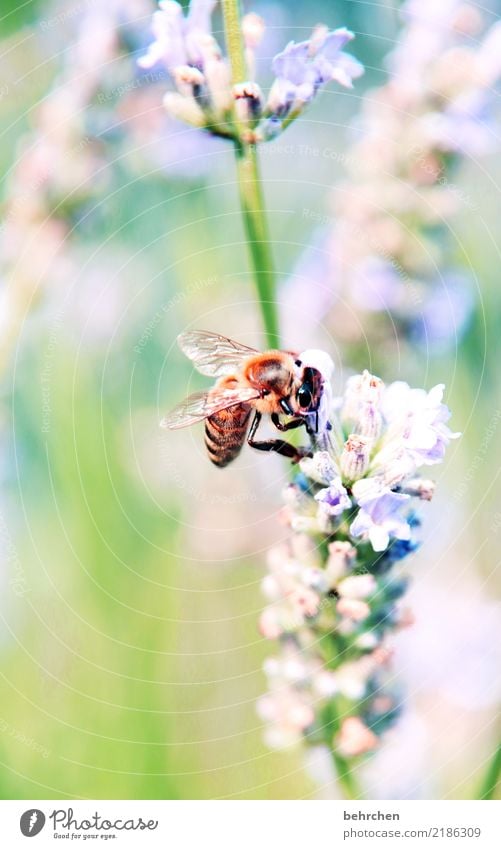 lala - last lavender Nature Plant Animal Summer Beautiful weather Flower Leaf Blossom Lavender Garden Park Meadow Wild animal Bee Animal face Wing 1 Blossoming