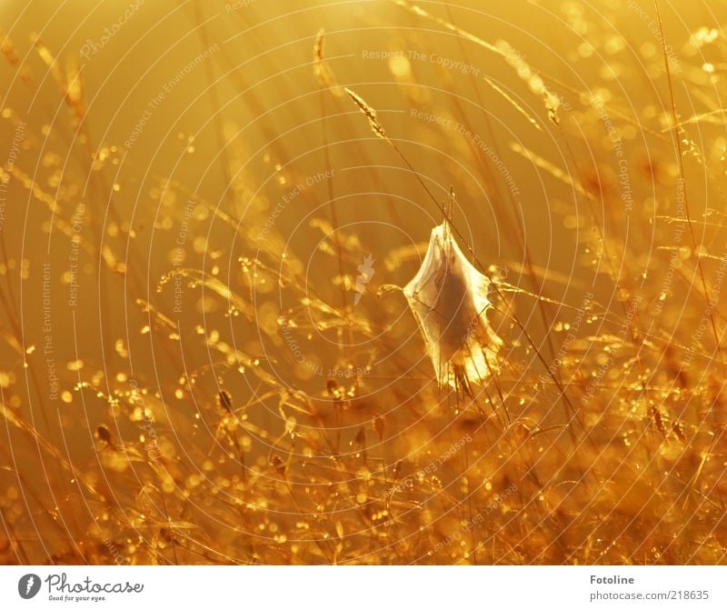 In the morning half past six in Germany Environment Nature Plant Elements Water Drops of water Autumn Grass Bright Wet Natural Yellow Gold Orange Cocoon