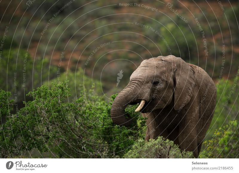 small bite in between Vacation & Travel Tourism Trip Adventure Far-off places Safari Summer Environment Nature Bushes Animal Wild animal Animal face Elephant