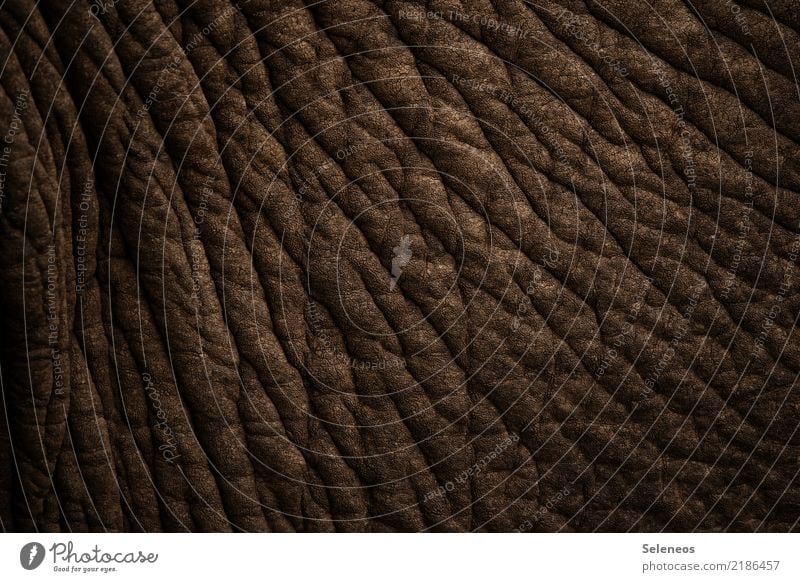 thick skin Safari Animal Wild animal Elephant Elephant skin 1 Near Natural Wrinkles Colour photo Exterior shot Close-up Detail Abstract Pattern