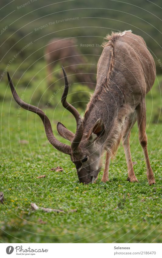 breakfast Kudu Antelope South Africa Wild animal Safari Animal Nature Vacation & Travel Colour photo Animal portrait Exterior shot Tourism Trip Far-off places