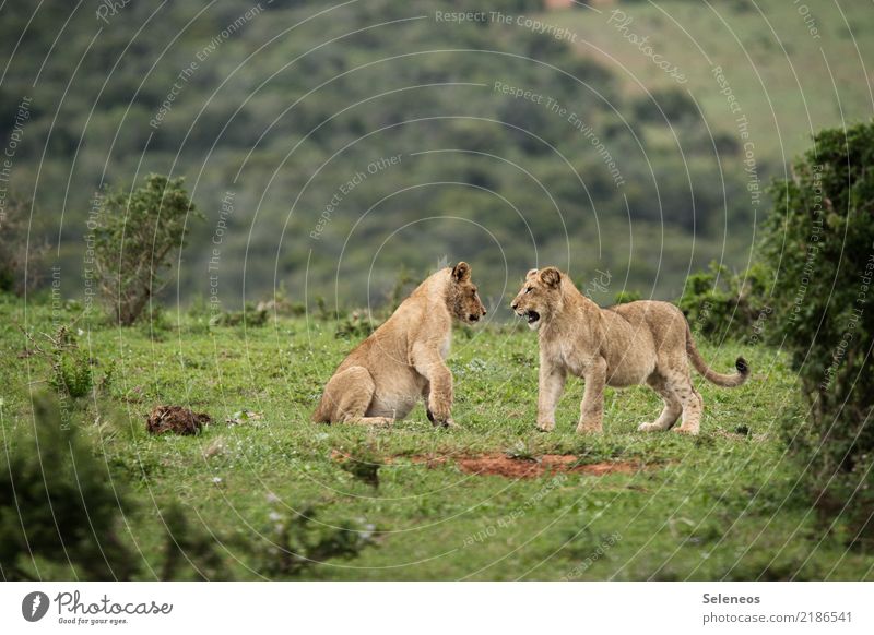 Large flap Lion Baby lion Nature South Africa Brothers and sisters Baby animal Colour photo Exterior shot Animal Wild animal Animal portrait Deserted Safari