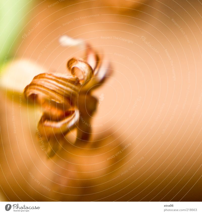 Autumn Plant Flower Leaf Blossom Old Colour photo Close-up Detail Macro (Extreme close-up) Copy Space right Blur Shallow depth of field Faded Shriveled Spiral