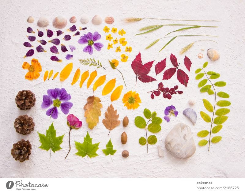 Nature finds Autumn Plant Flower Grass Rose Leaf Blossom Foliage plant Wild plant Fir cone Acorn Marsh marigold Mussel Decoration Collection Stone Concrete