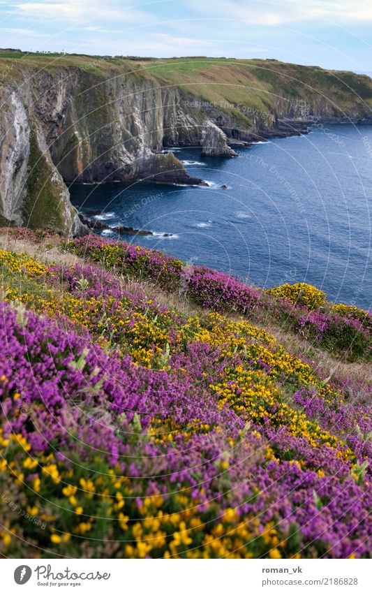 Flower meadow at a deadly abyss Environment Nature Landscape Plant Elements Earth Water Sky Clouds Summer Beautiful weather Grass Bushes Moss Hill Rock Coast