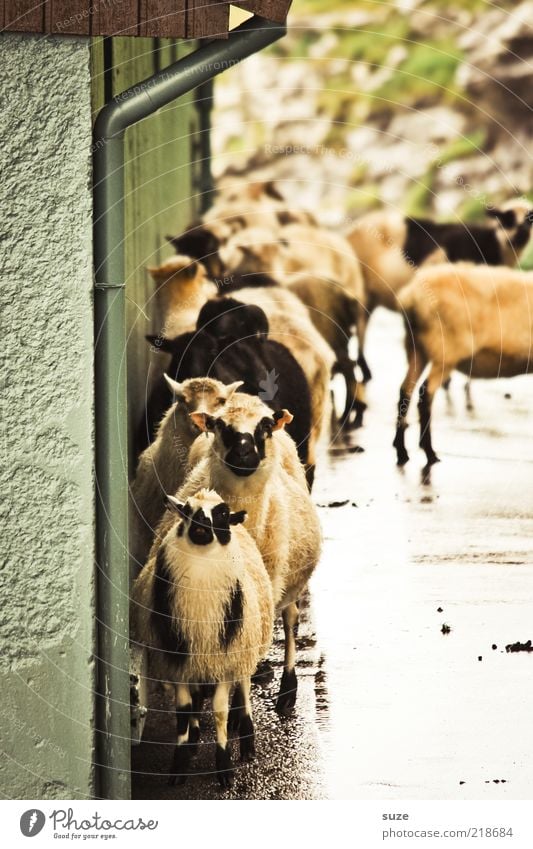 Full of lambs Environment Nature Animal Climate Weather Bad weather House (Residential Structure) Wall (barrier) Wall (building) Facade Eaves Farm animal