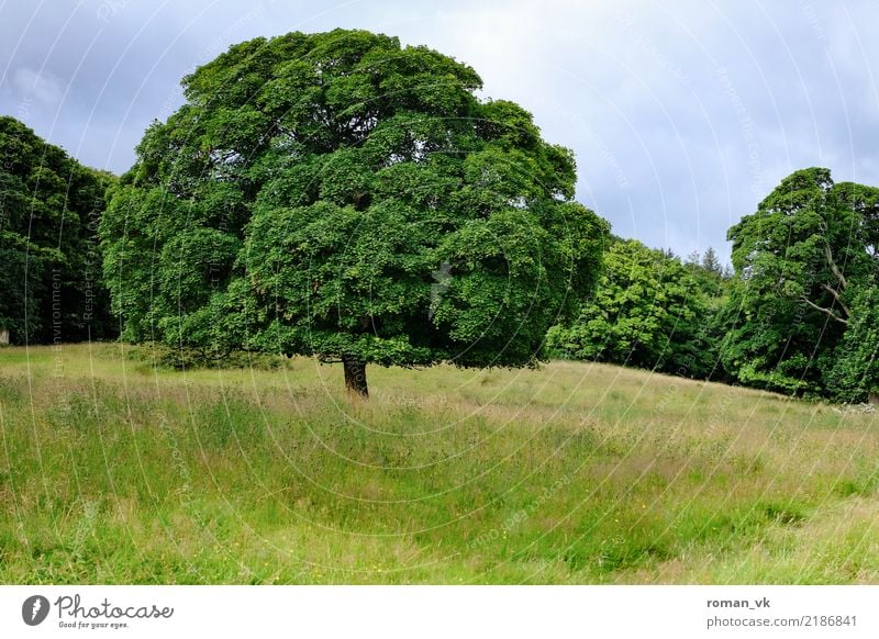 The dream of the tree Environment Nature Landscape Plant Earth Summer Tree Grass Meadow Esthetic Fat Green Spring fever Life Wisdom Northern Ireland Treetop