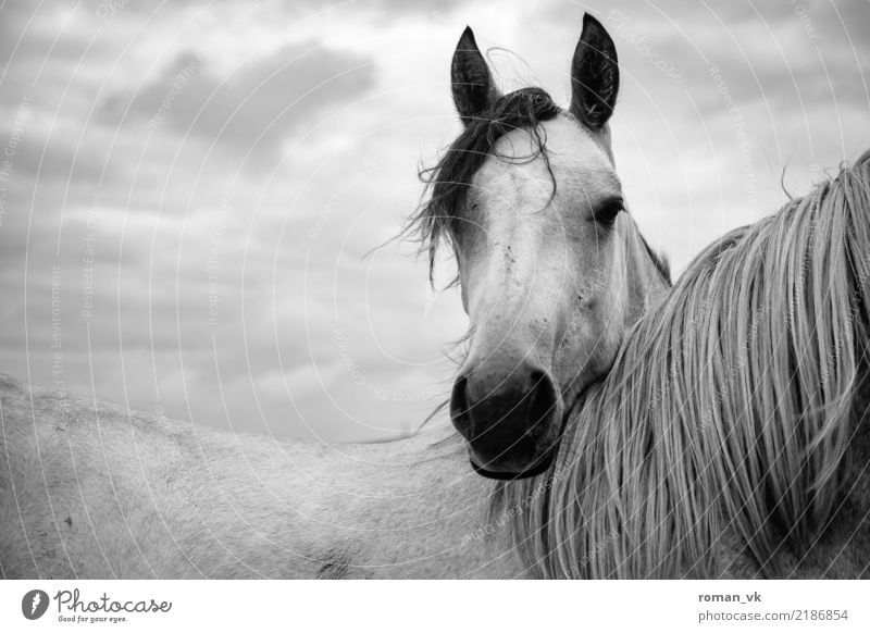 headrest Animal Horse 1 Dark Elegant Bright Northern Ireland Pasture Hairy Mane Friendship Head Black & white photo Wild animal Nostrils Pelt Back