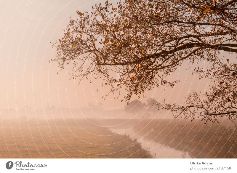 Autumn fog in the Teufelsmoor Nature Landscape Plant Fog Tree Leaf Twig Branch Autumnal Autumnal colours Gold River bank Bog Marsh Calm Grief Loneliness Mystic