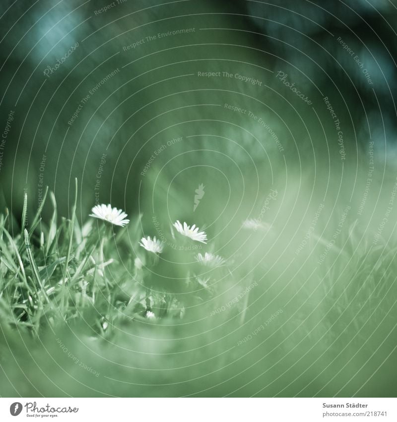 dreaming Plant Flower Meadow Small Daisy Meadow flower Blur Diffuse Nature Summer Green Detail Experimental Copy Space right Shallow depth of field Grass