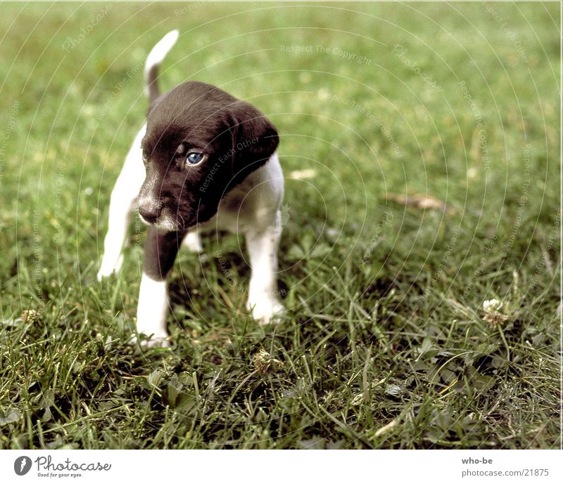 look_yet_skeptically Dog Animal Puppy Pet