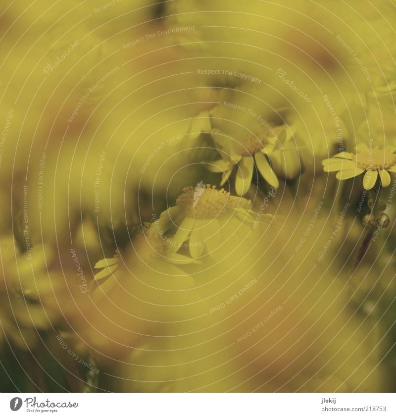 through the flower... Environment Nature Plant Spring Summer Flower Blossom Foliage plant Wild plant Esthetic Near Retro Yellow Calm Growth Subdued colour