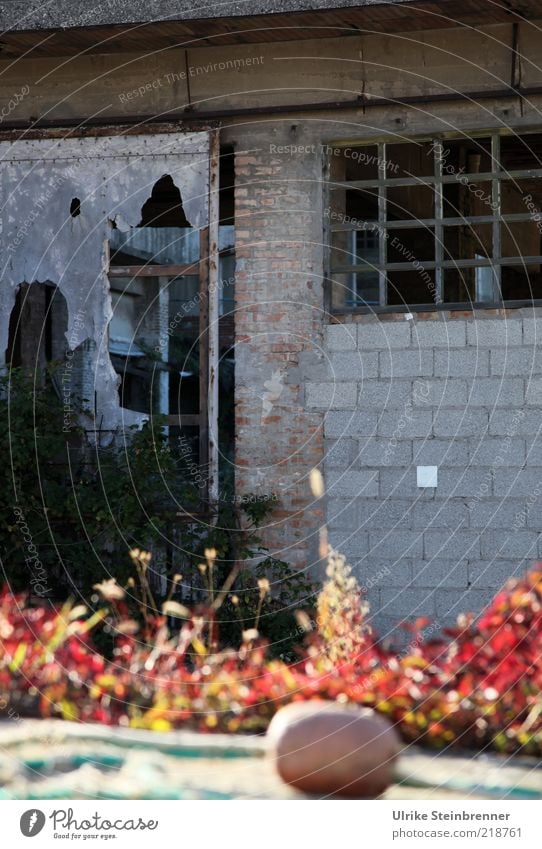 Old abandoned fish factory in Chioggia House (Residential Structure) Factory Plant Ruin Wall (barrier) Wall (building) Broken Gloomy Decline Past Old building