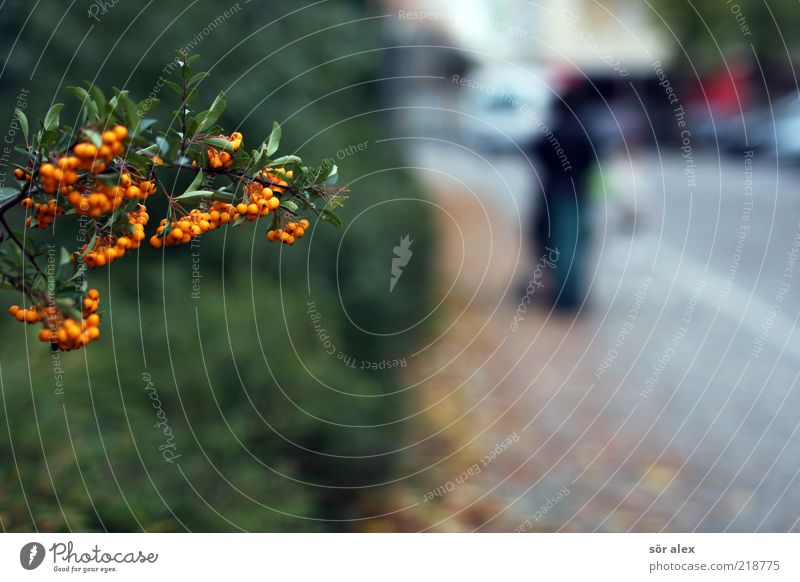 Walk in the evening dress Human being 1 Nature Wild plant Hedge Autumnal Rawanberry Berries Twigs and branches Sidewalk Baby carriage Going Natural