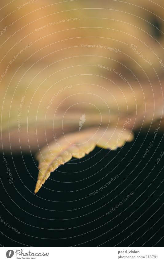 autumn leaf Nature Plant Autumn Leaf Yellow Black Calm Colour photo Exterior shot Macro (Extreme close-up) Deserted Copy Space bottom Blur Day