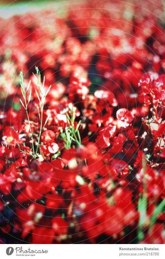 LOAD TOTAL Plant Flower Blossom Blossoming Illuminate Beautiful Green Red Colour Nature Analog Summer Summerflower Colour photo Exterior shot Day Sunlight Blur